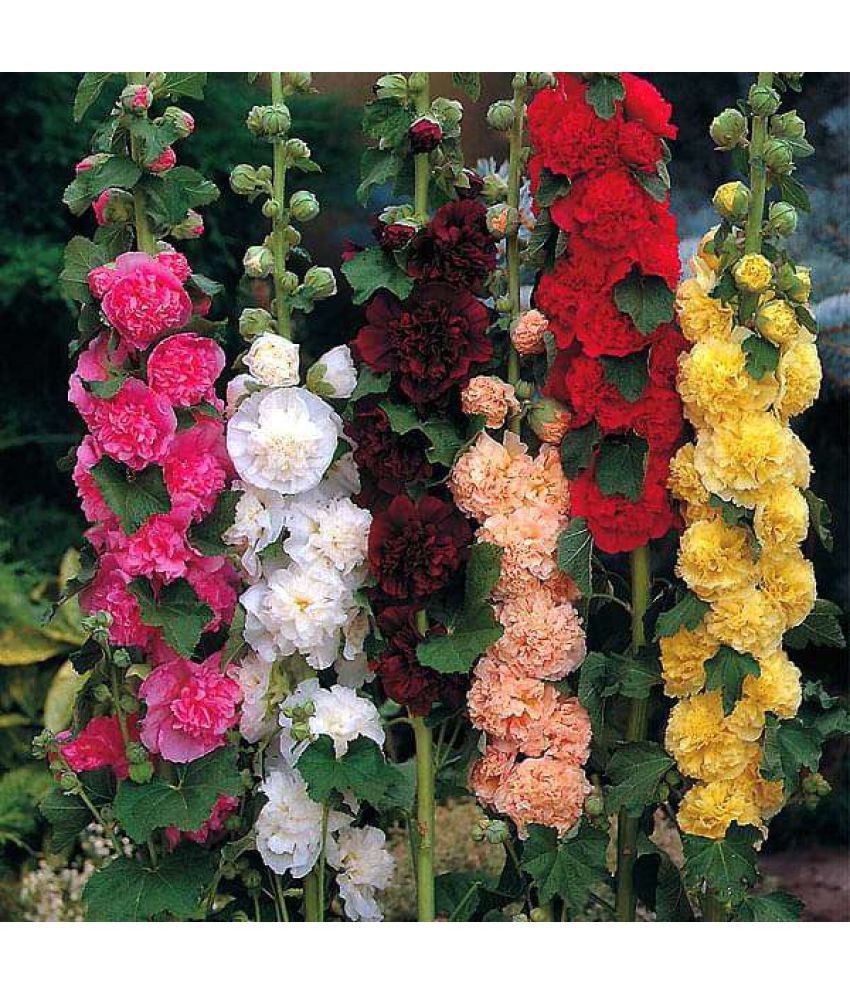     			STOREFLIX HOLLYHOCK COLOR MIX VARIETY FLOWER PHOOL Seed (25 per packet) WITH FREE COCOPEAT SOIL AND USER MANUAL