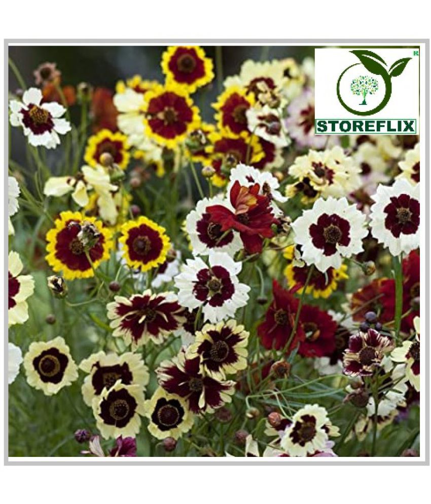     			STOREFLIX coreopsis FLOWER MIX VARIETY Seed (50 per packet) WITH FREE COCOPEAT SOIL AND USER MANUAL