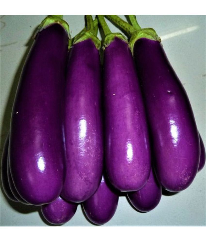     			BRINJAL Purple Long Seed, F1 Hybride (50 seeds)