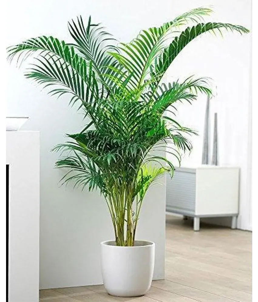 Areca Palm Bonsai Hybrid Tree Seeds pack of 5 Seeds Buy Areca