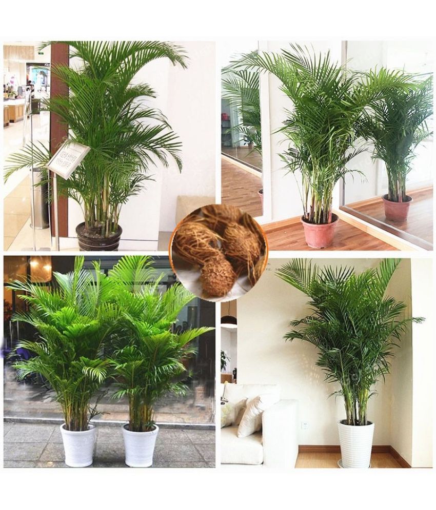     			Areca Palm Bonsai Hybrid Tree Seeds - pack of 5 Seeds