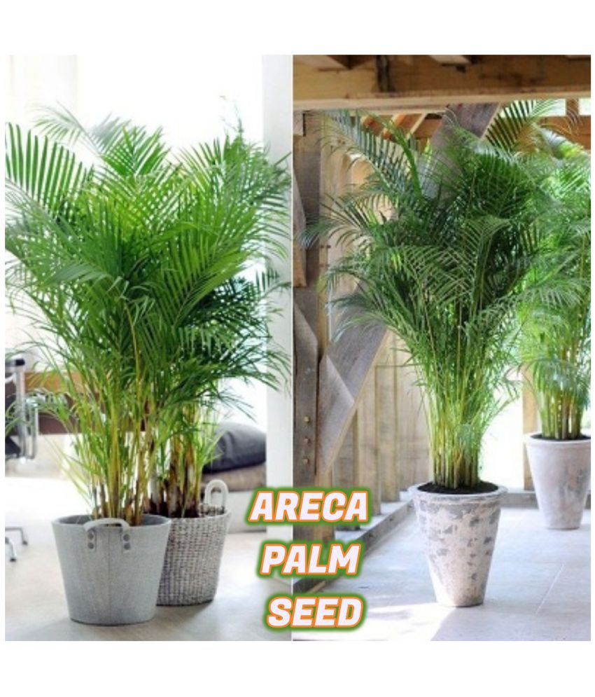     			Areca Palm Seeds ( 5 seeds ) - Indoor & Outdoor Plant- Best Household Plant,Garden & Ornamental Plant Seeds