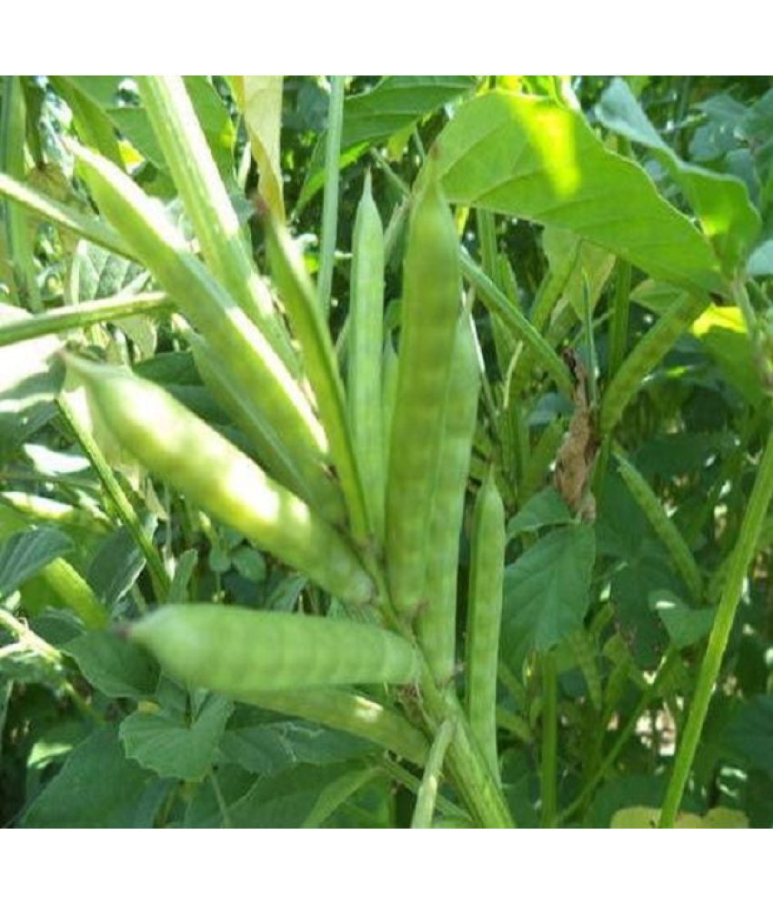     			Hybrid Green Cluster Bean (Guwar ke beej) Seeds For Kithen Garden