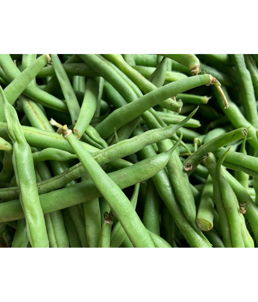     			Hybrid Green Cluster Bean (Guwar ke beej) Seeds For Kithen Garden
