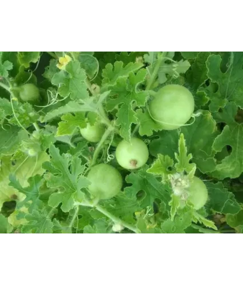     			F1 Hybrid - Nath Seeds, Round Melon, Vegetable Seeds Beej, Shiny Green Color