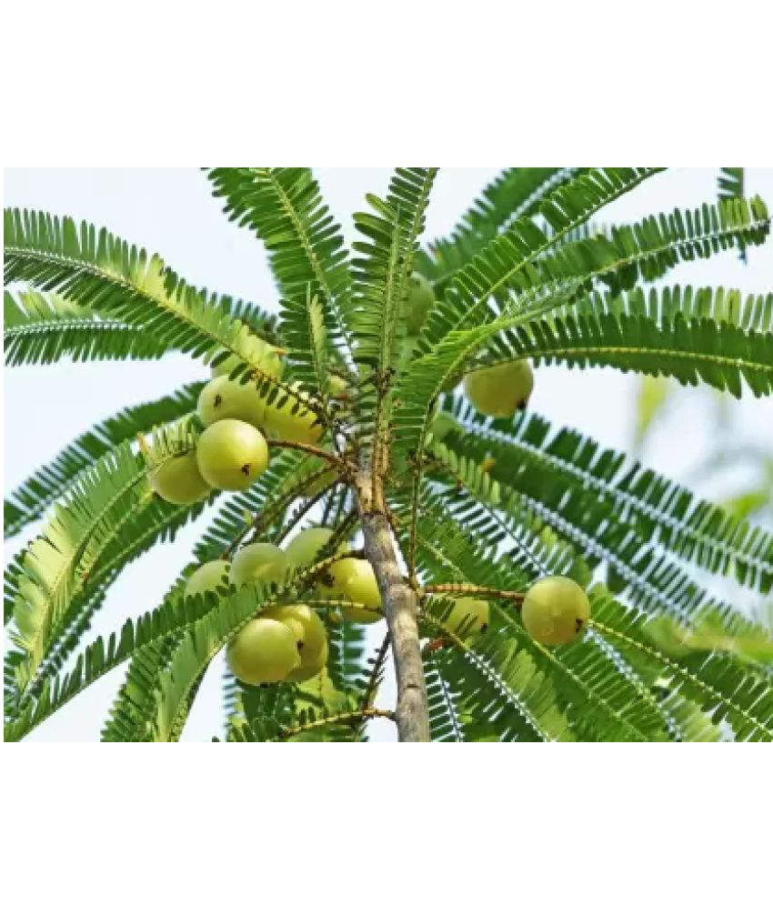     			Aamla | Aavla | Indian Gooseberry Organic F1 Hybrid Fruit Seeds Special Pack - 30 seed