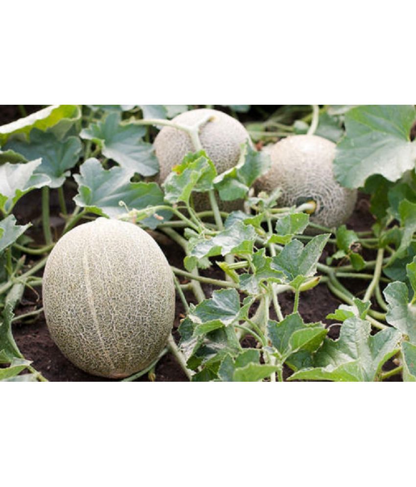     			Delicious Fruit Seeds |Muskmelon Seeds | Pack of 30 Seeds