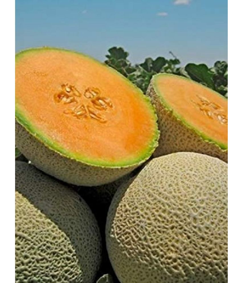     			Muskmelon /Kharbuja Organic F1 Hybrid Fruit Seeds Pack - 30 seed