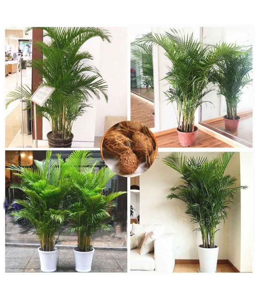     			ARECA PALM TREE PLANT 20 SEEDS PACK FOR INDDOR OUTDOOR HOME TERRACE GARDENING USE WITH COCOPEAT AND USER MANUAL