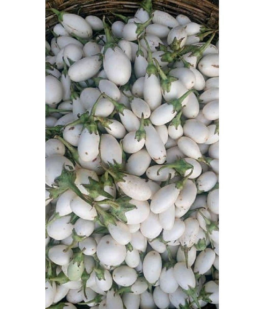     			BRINJAL white Vegetable Seeds -Pack of 50