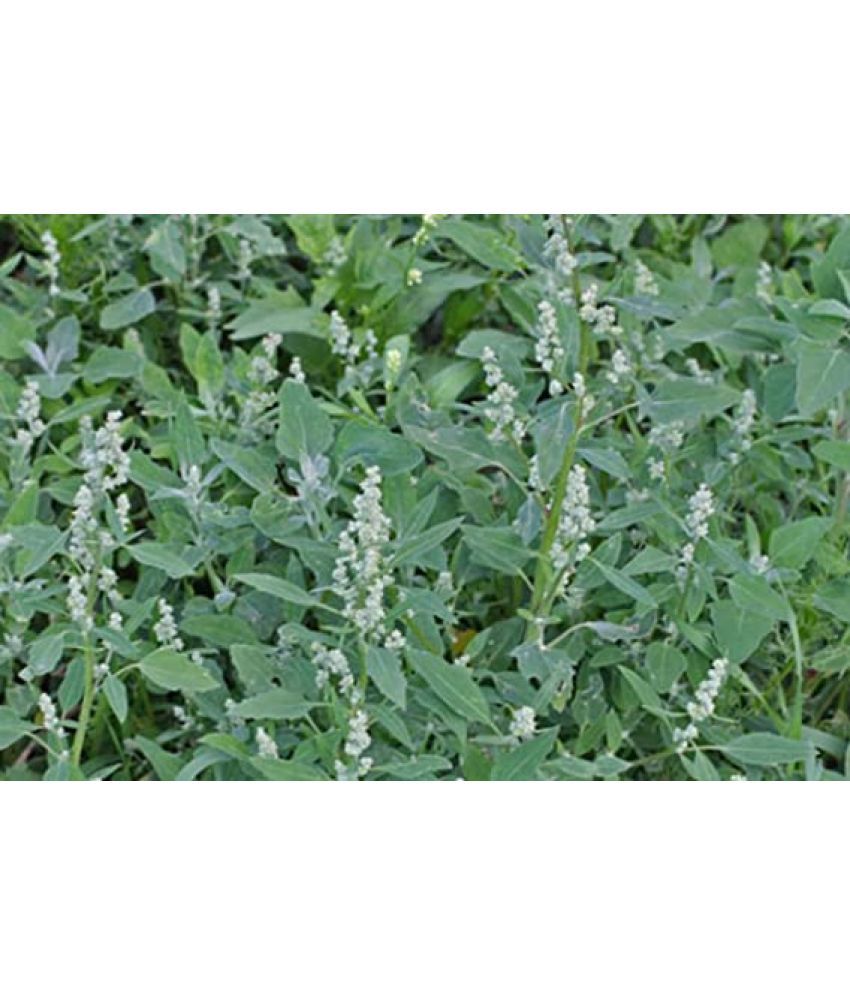     			Bathua Lambs quarter saag 150 seeds pack with user manual