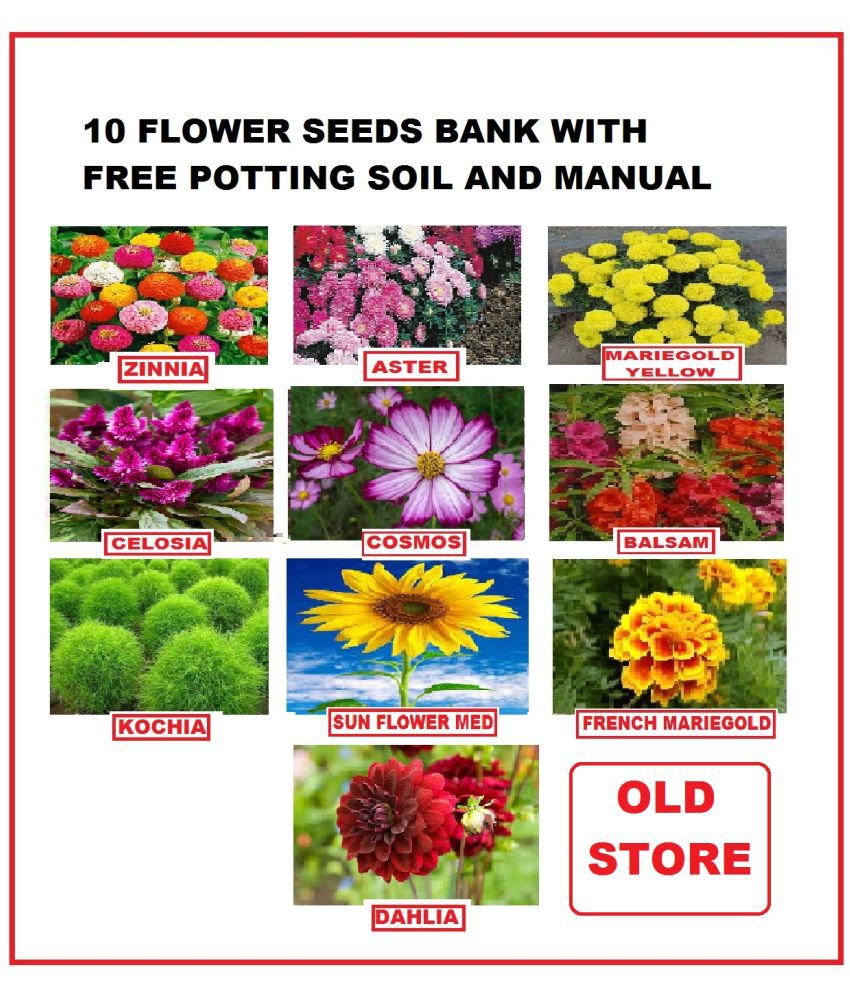     			COMBO OF 10 DIFFERENT TYPE FLOWER PLANT SEEDS PACK WITH COCOPEAT AND USER MANAUL MORE THEN 300 SEEDS PACK FOR HOME GARDENUNG USE