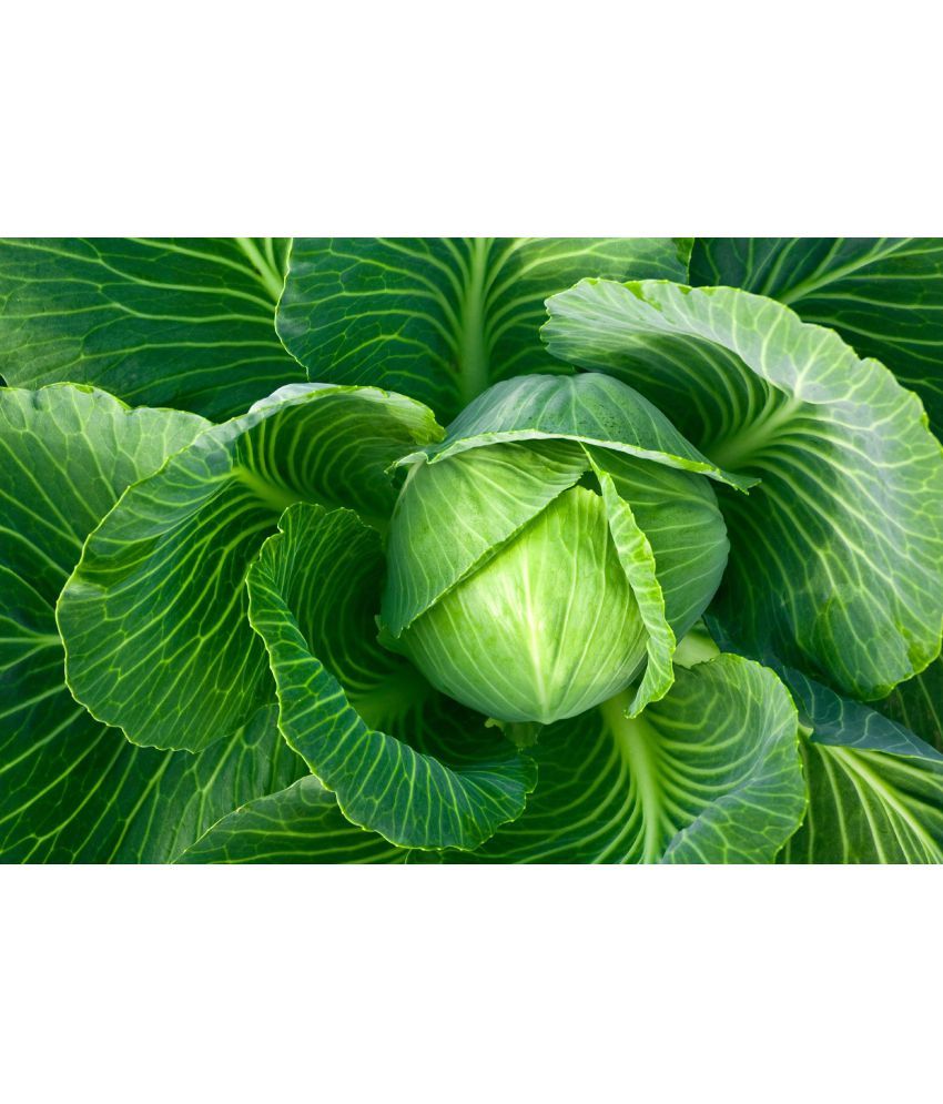     			Cabage Pattagobhi vegetable 100 seeds high germination seeds with instruction manual