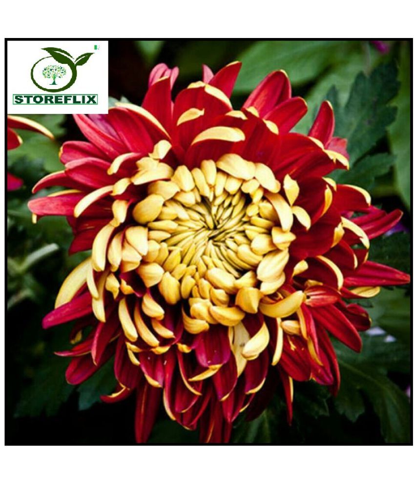     			Chrysanthemum red guldavadi flower 30 seeds pack with free potting soil and user manual home garden plant seeds pack