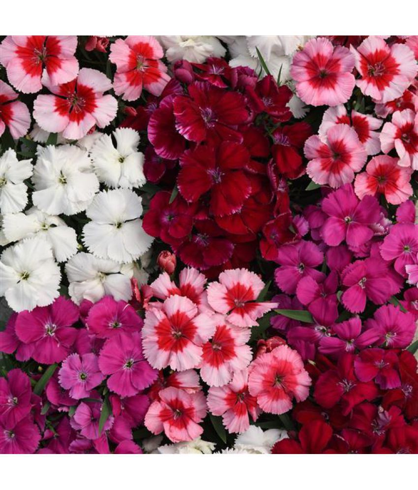     			Dianthus mix color flower plant 50 seeds pack with cocopeat snd user manual