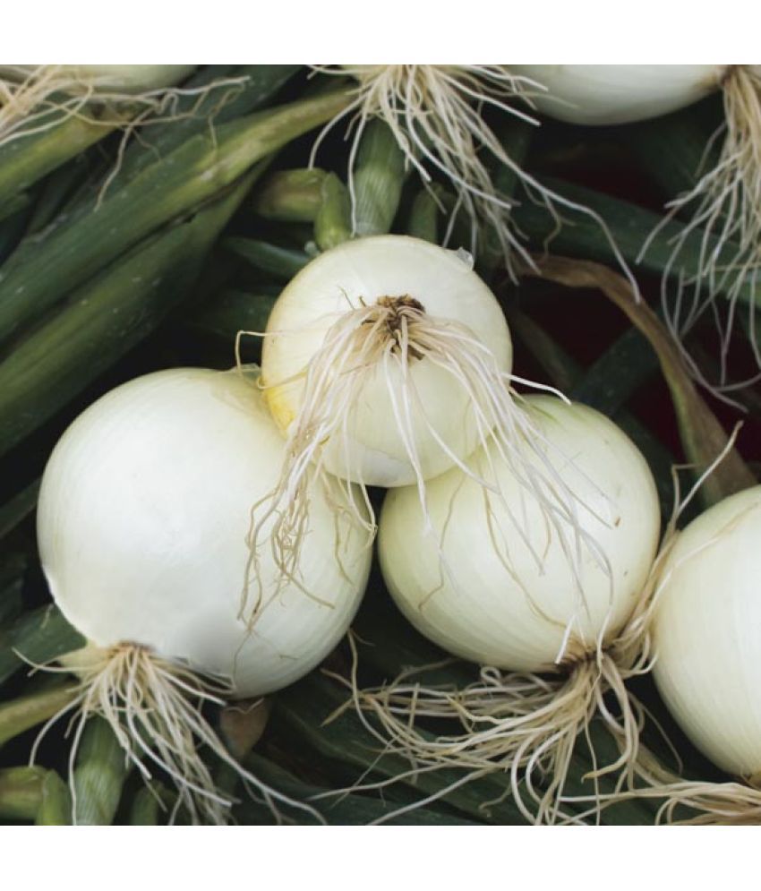     			Onion white kanda puyaj 500 hybrid quality seeds high germination seeds with instruction manual