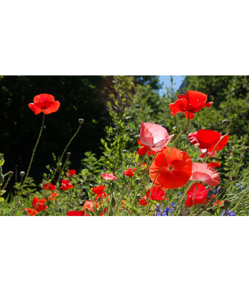    			Poppy red flower 50 seeds pack with free cocopeat and user manual