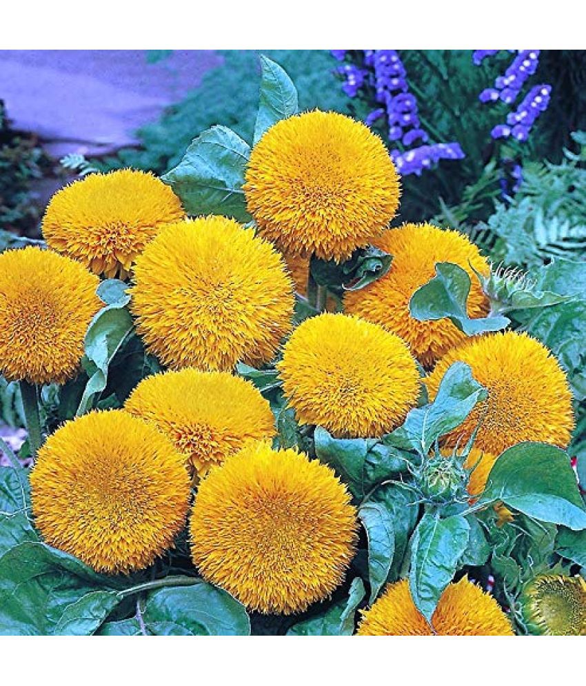     			SUN GOLD teddy flower 20 seeds pack with free cocopeat and user manual