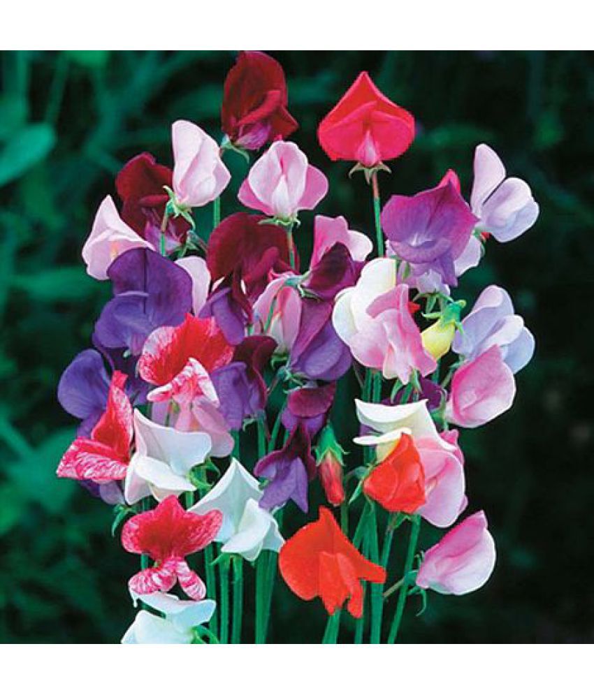     			Sweet pea 20 seeds pack with 100 gm cocopeat snd user manual