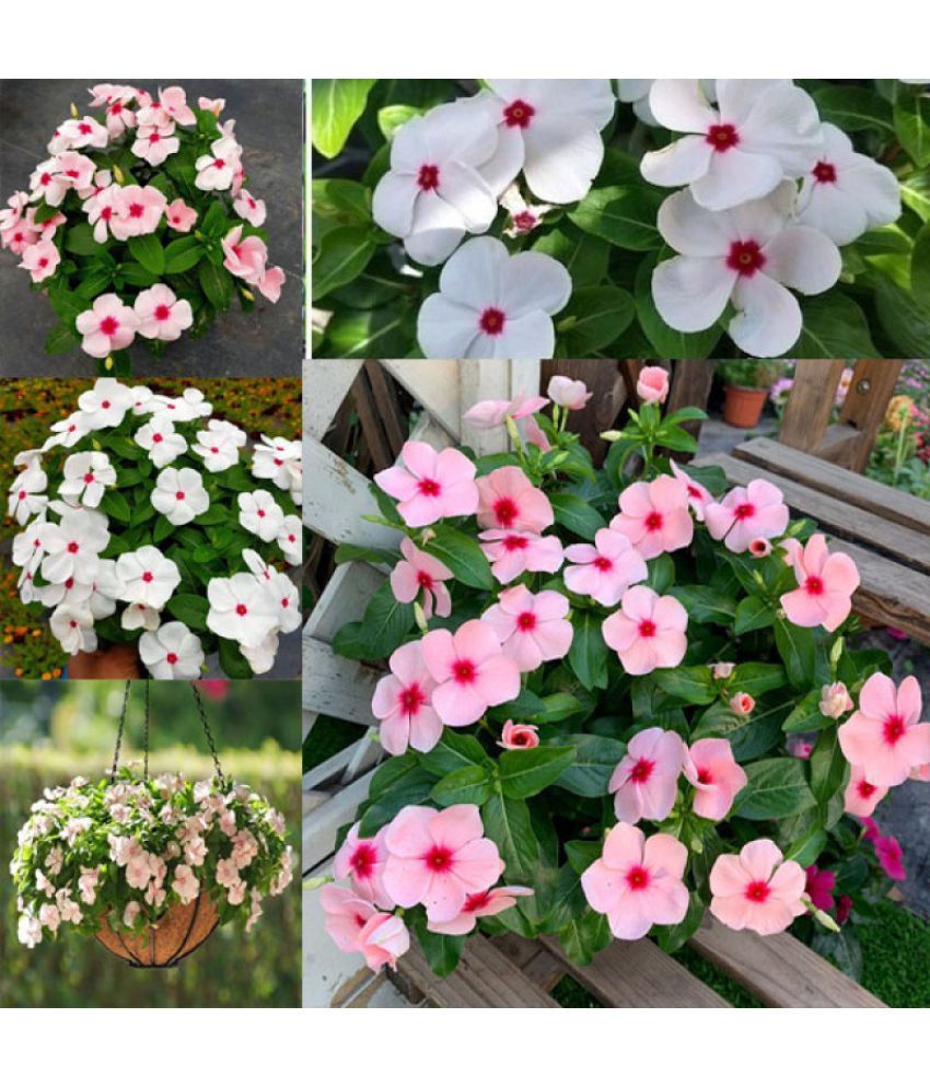     			Vinca Extra Double Mix Flower 30 Seed Mixed pack with free cocopeat soil and user manual