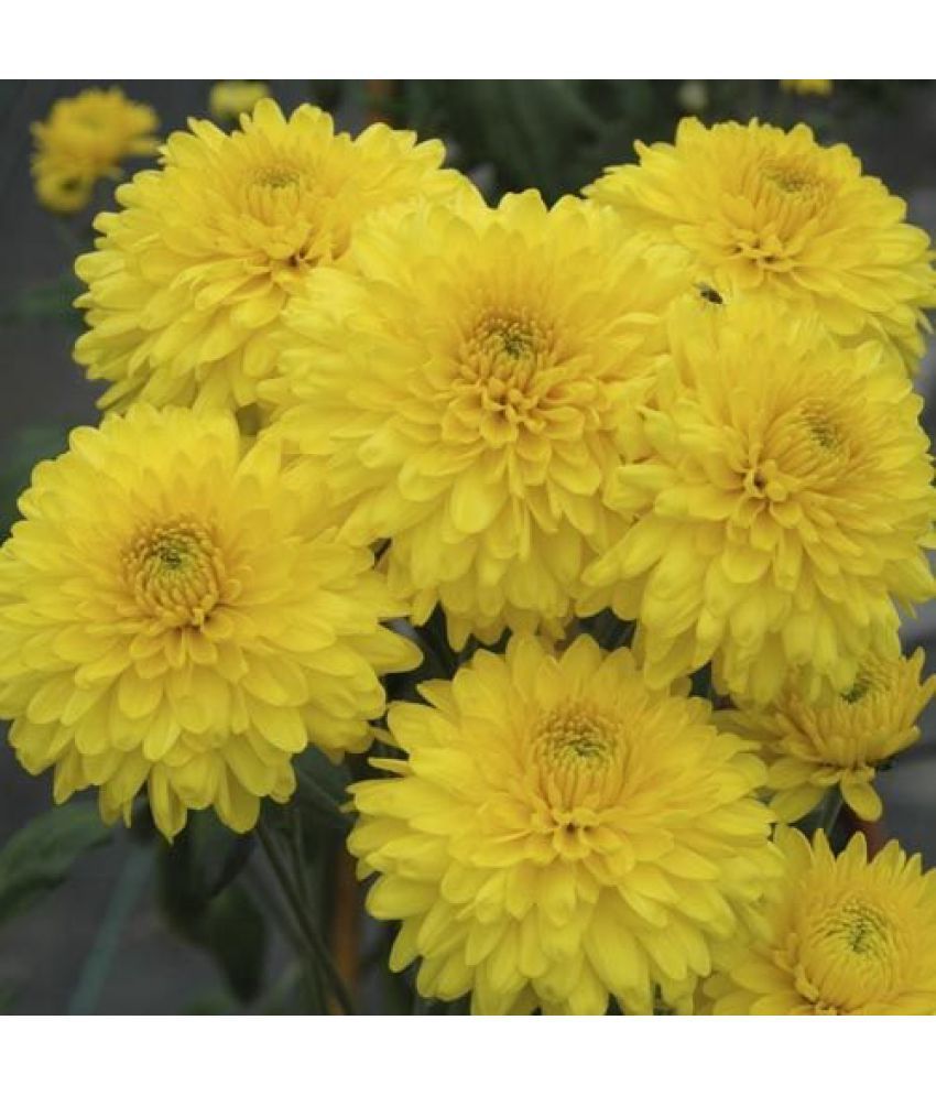     			chrysanthemum yellow 30 seeds pack with free cocopeat and user manual