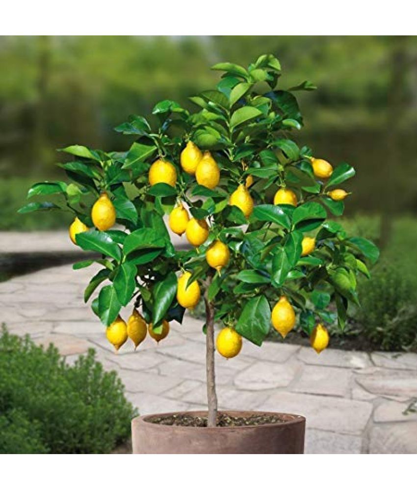     			dwarf Lemon nimbu plant 20 seeds high germination seeds with instruction manaul