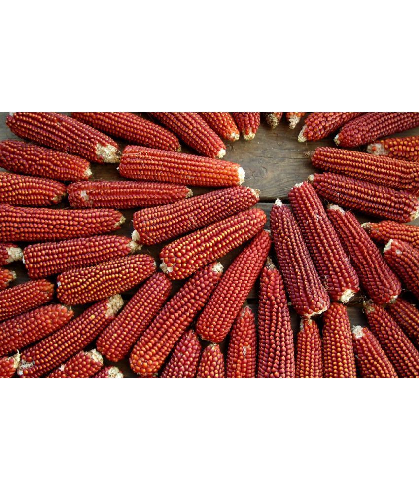     			High Germination Red Corn (maize) Traditional Seeds - ( 50 seed )