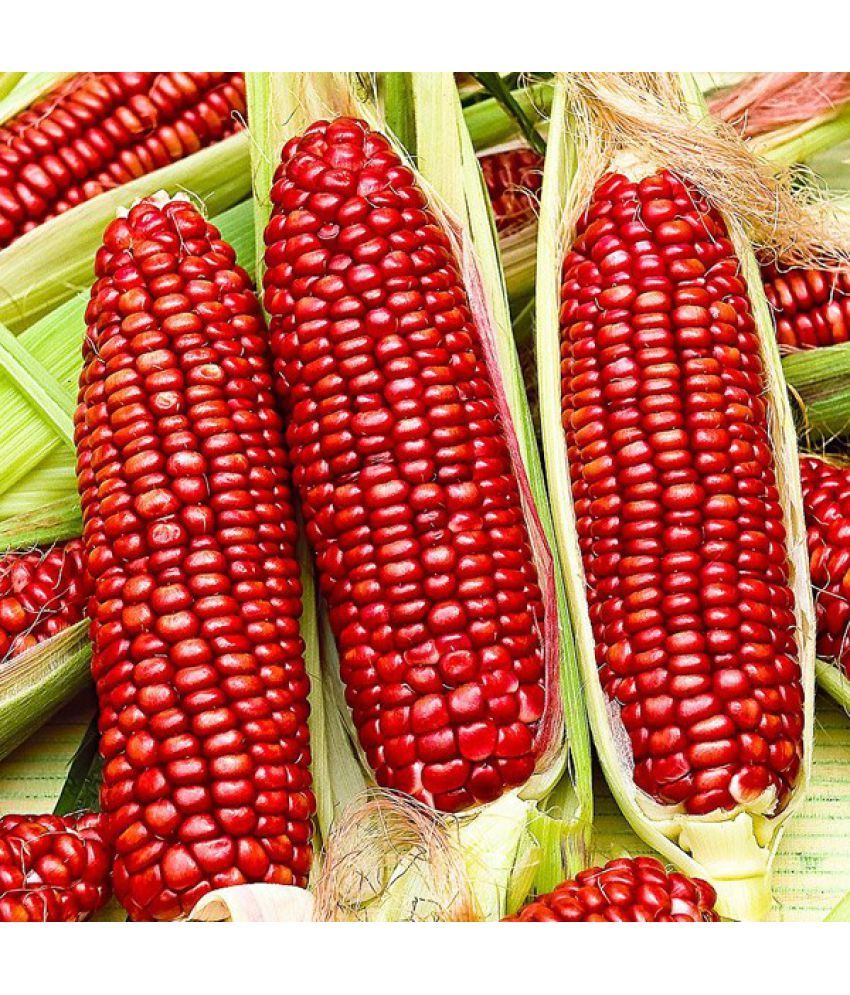 Hybrid Red Corn (maize) Traditional seed ( pack of 50 seeds) Buy
