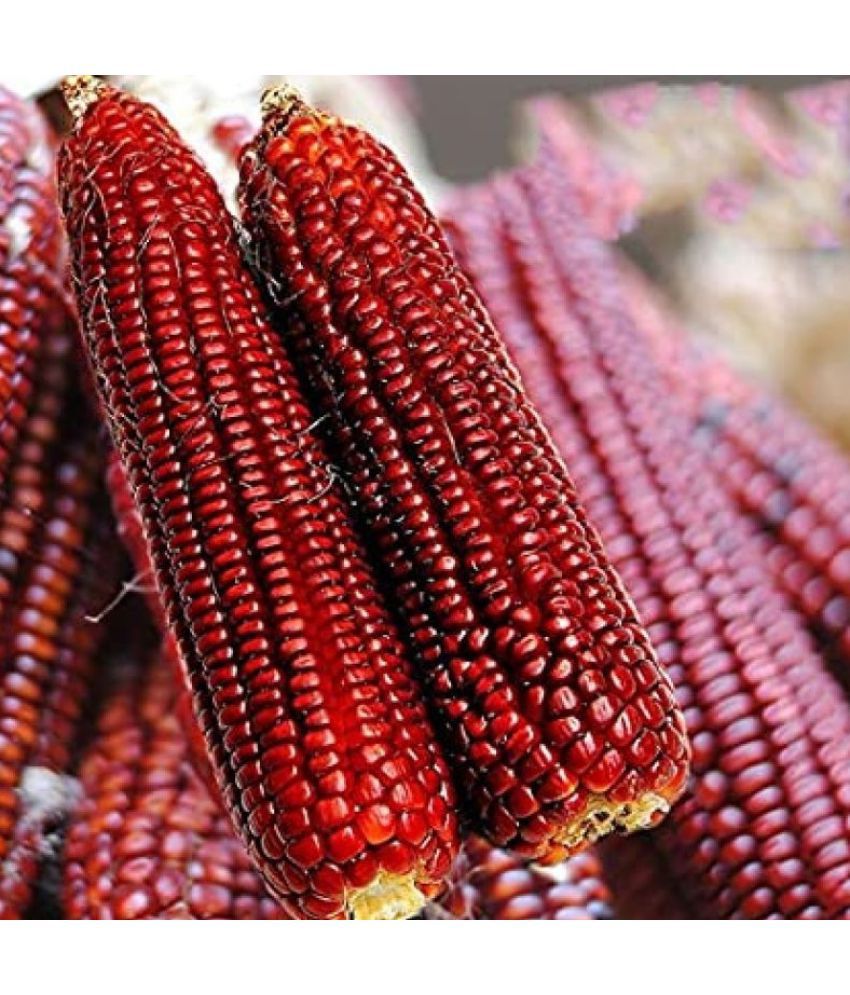     			Organic Red Corn Seeds (50+ seeds)