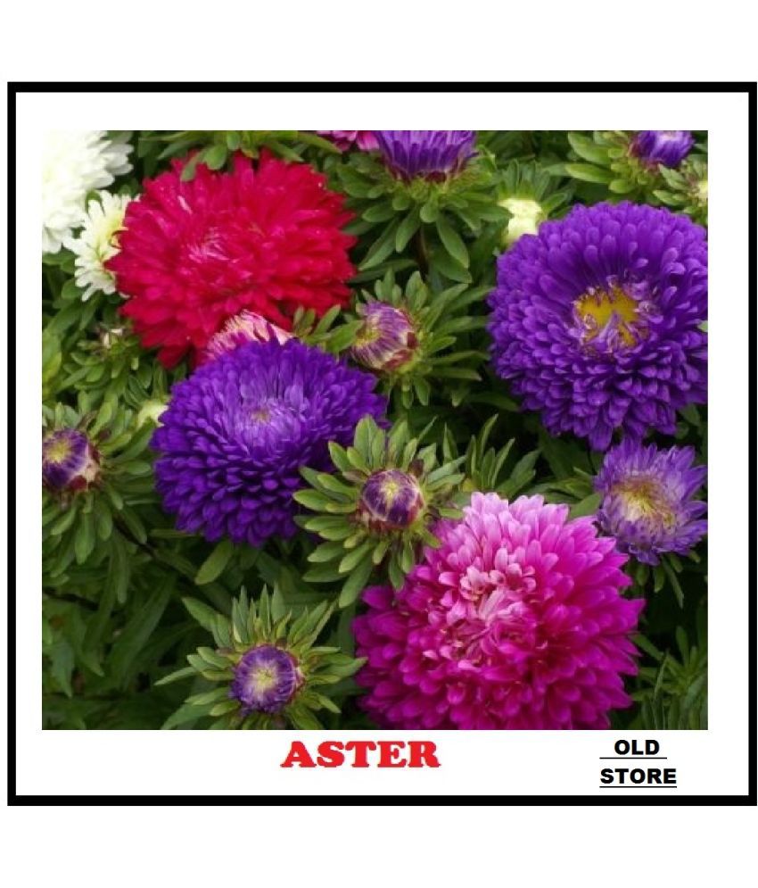     			Color mix aster flower 100 seeds pack with free Free cocopeat and user manual for your garden