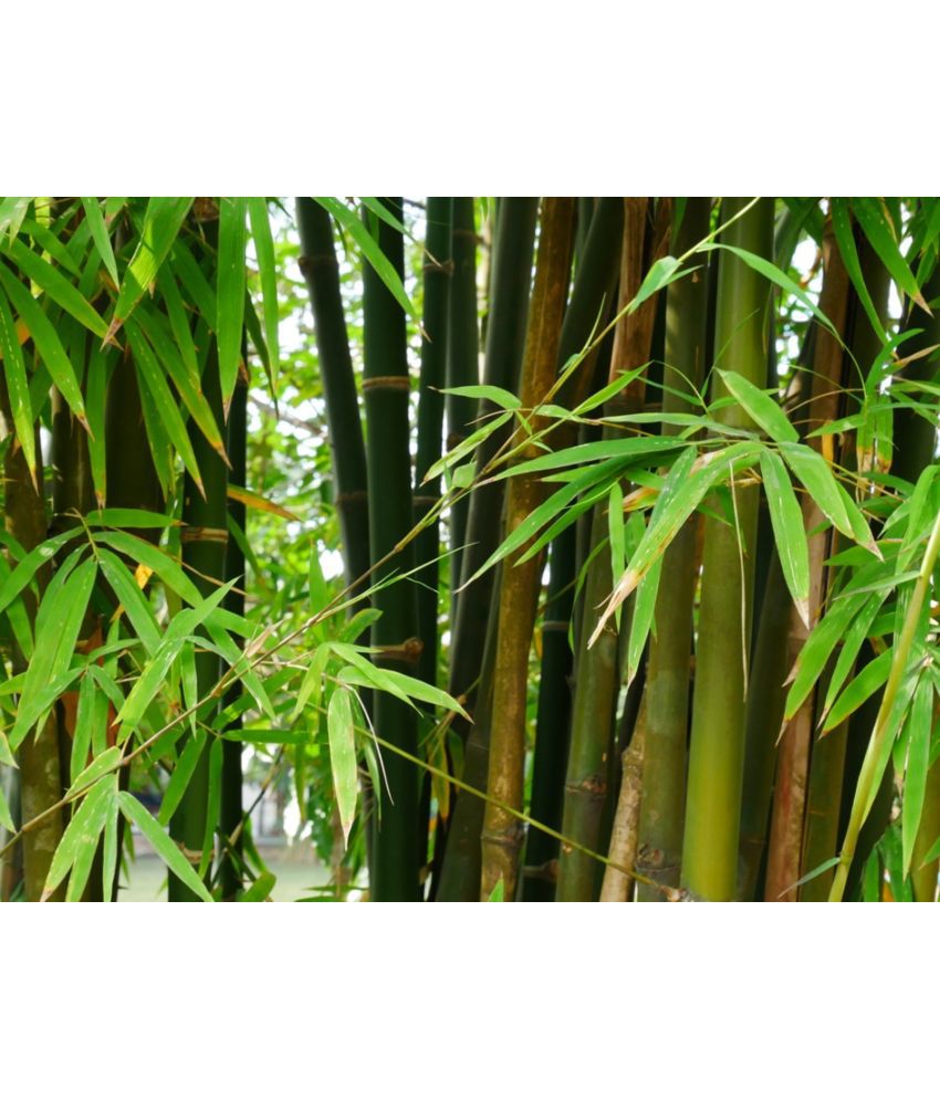     			INDIAN BAMBOO LONG 30 seeds pack with user manual for your garden