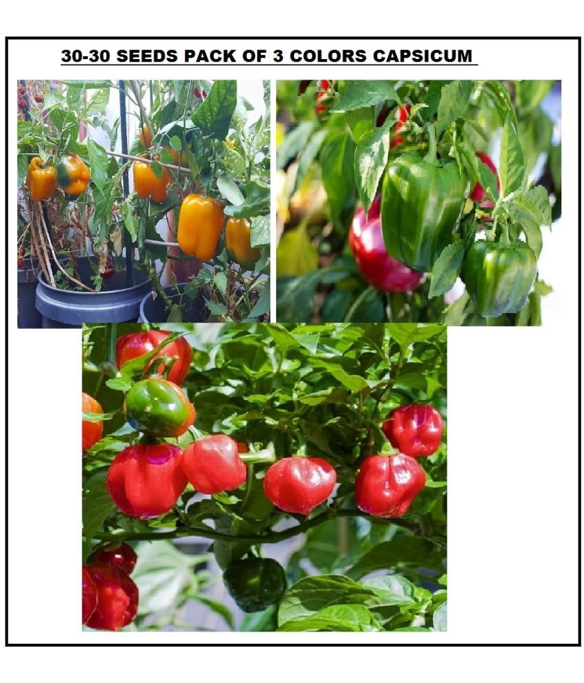     			3 DIFFERENT TYPE CAPSICUM SHIMLA MIRCH MIX 30-30 SEEDS PACK WITH USER MANUAL FOR HOME KITCHEN GARDENING USE