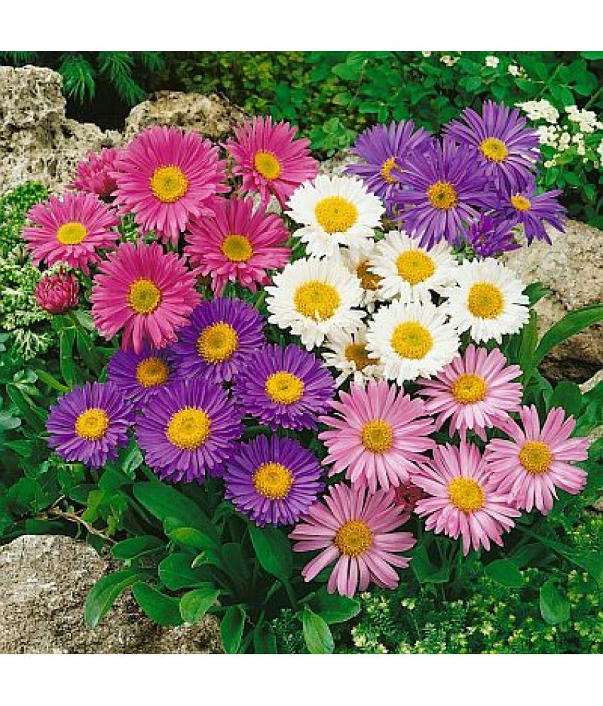     			Aster Mix Live Plant 50 Seeds pack with free soil and user manual Garden [Home Garden Seeds Eco Pack] Plant Seeds