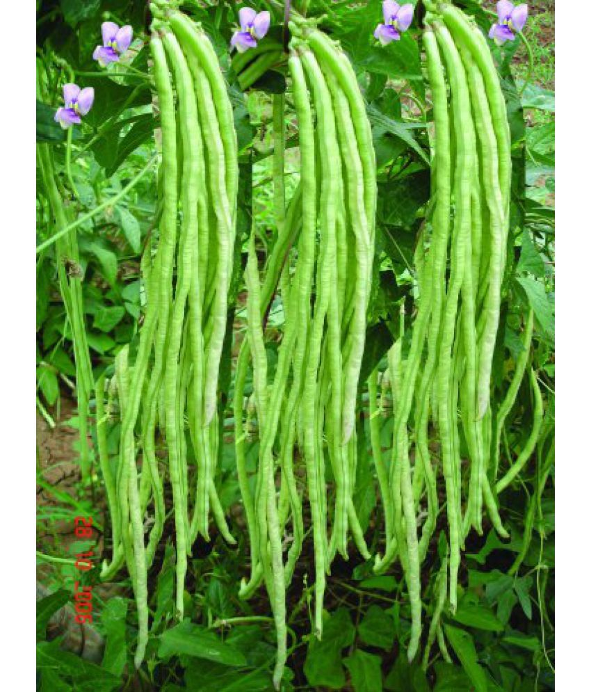     			Lobia/Cowpea Beans 25 Seeds PACK WITH USER MANUAL F1 Hybrid Seeds For Home Garden Vegetable Seeds Grow All Season