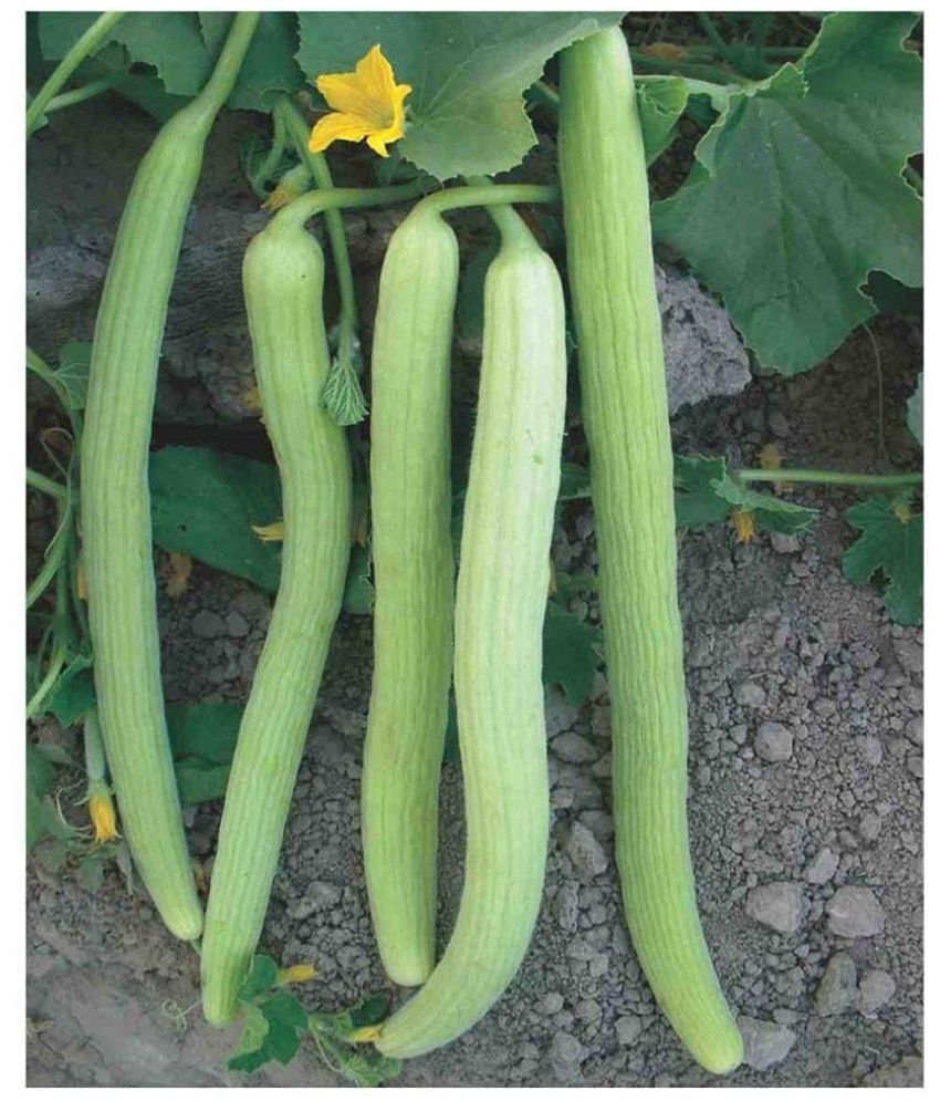     			Long Melon/Kakri 50 Seeds PACK WITH USER MANUAL - Long Melon Seeds Plant Seeds Home Garden Seeds