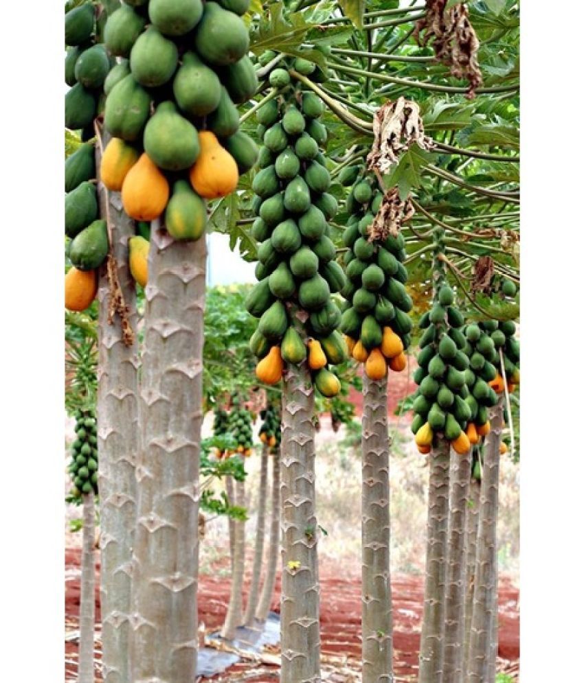     			ORGANIC HONEY SWEET PAPAYA 100 SEEDS PACK WITH GROWING MANUAL FOR OUTDOOR HOME GARDENING USE FRUIT PLANT SEED