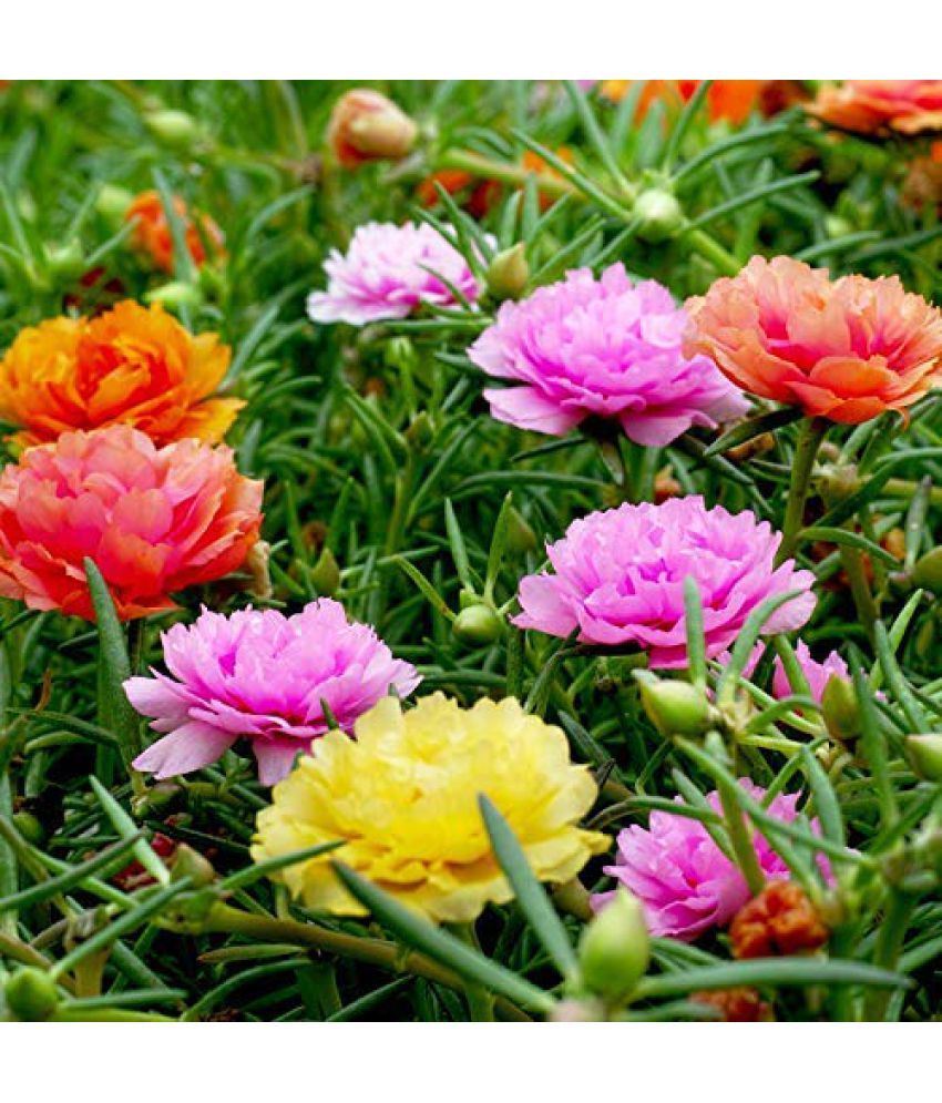     			Portulaca Mixed Color Hybrid Flower 100 Seeds eco ack with free cocopeat soil and user manual For All Season