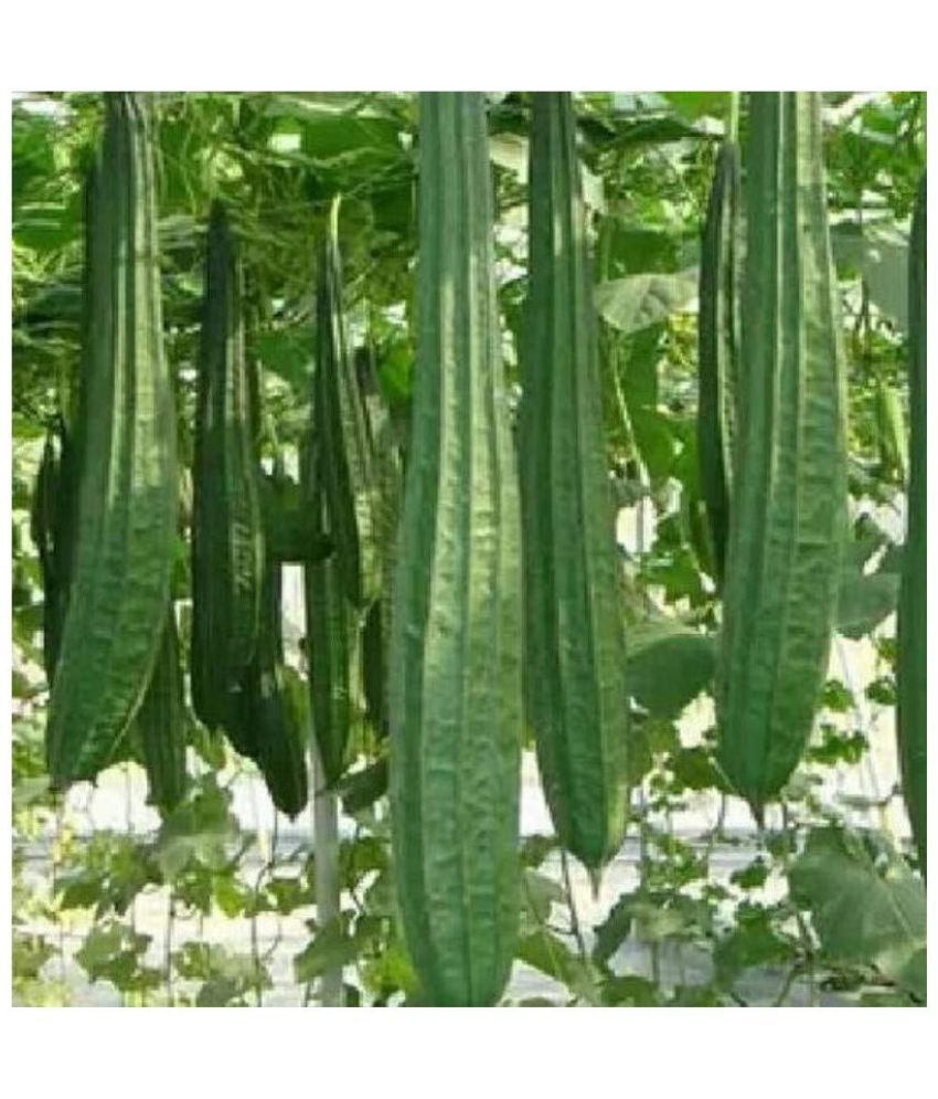     			Ridge gourd DHARDAAR TORAI hybrid Vegetable 20 Seeds PACK WITH USER MANUAL For INDOOR OUTDOOR HOME KITCHEN GARDENING use