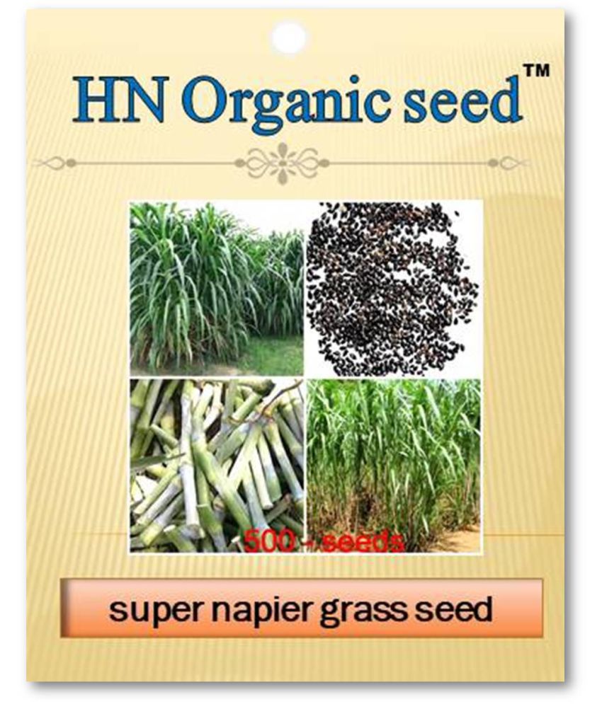     			homeagro - Grass Seeds ( SUPER NAPIER GRASS 500 SEEDS )
