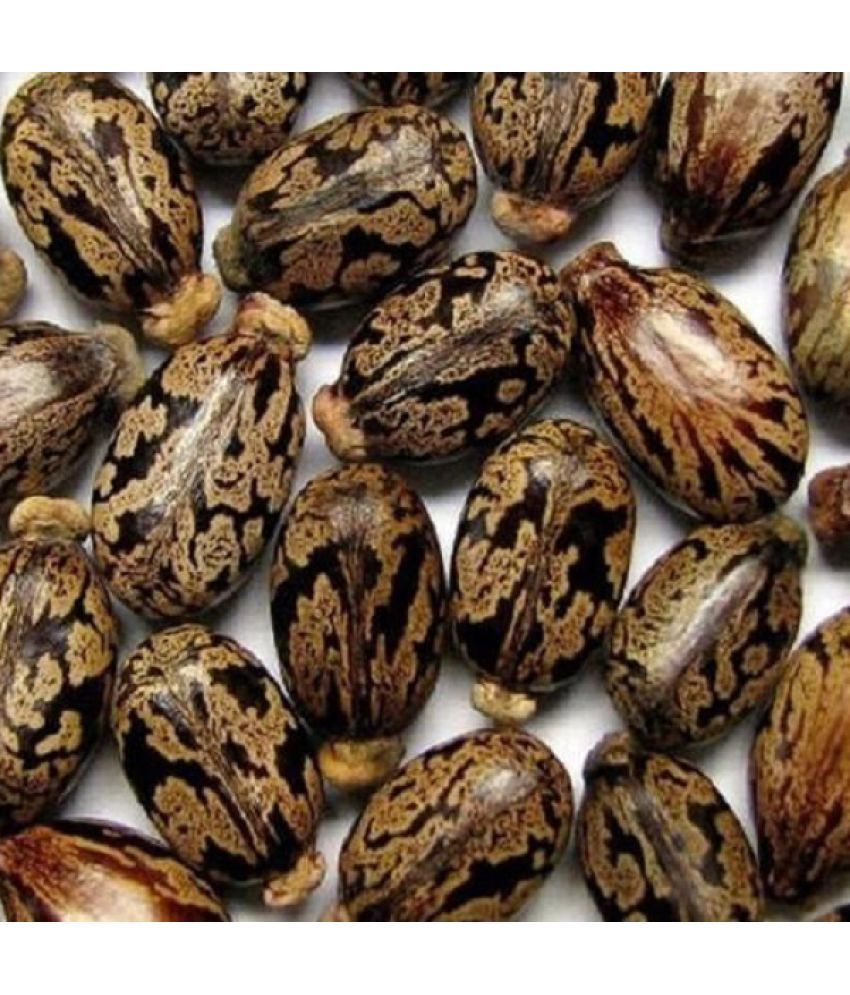     			MYGODGIFT CASTOR OIL SEEDS, ARANDI BEEJ, ARNADI Seed 200 gm