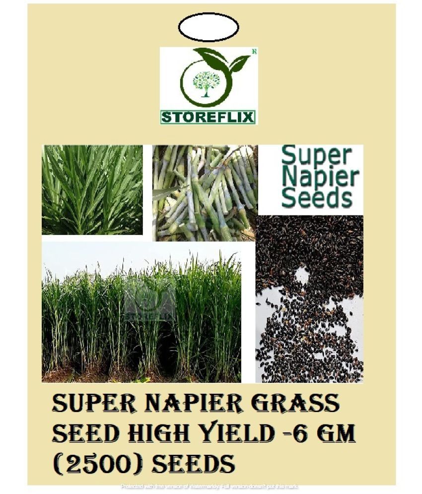     			STOREFLIX - Grass Seeds ( SUPER NAPIER GRASS SEED HIGH YiELD (2500)SEEDS6 GM )