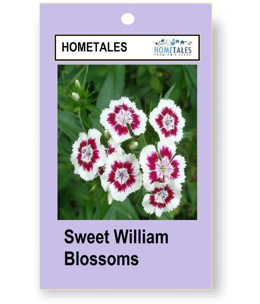 HOMETALES - Flower Seeds ( Sweet William Blossoms 50 seeds )
