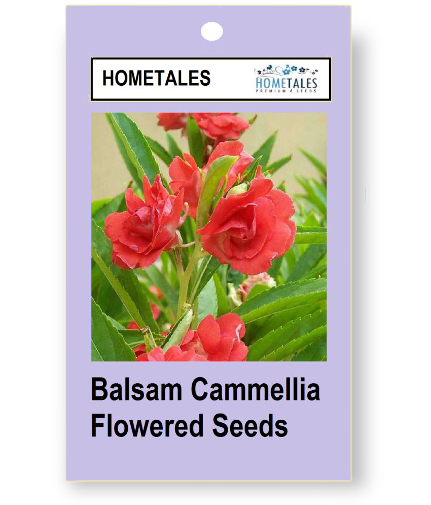 HOMETALES - Flower Seeds ( Balsam Cammellia Flowered 50 Seeds )