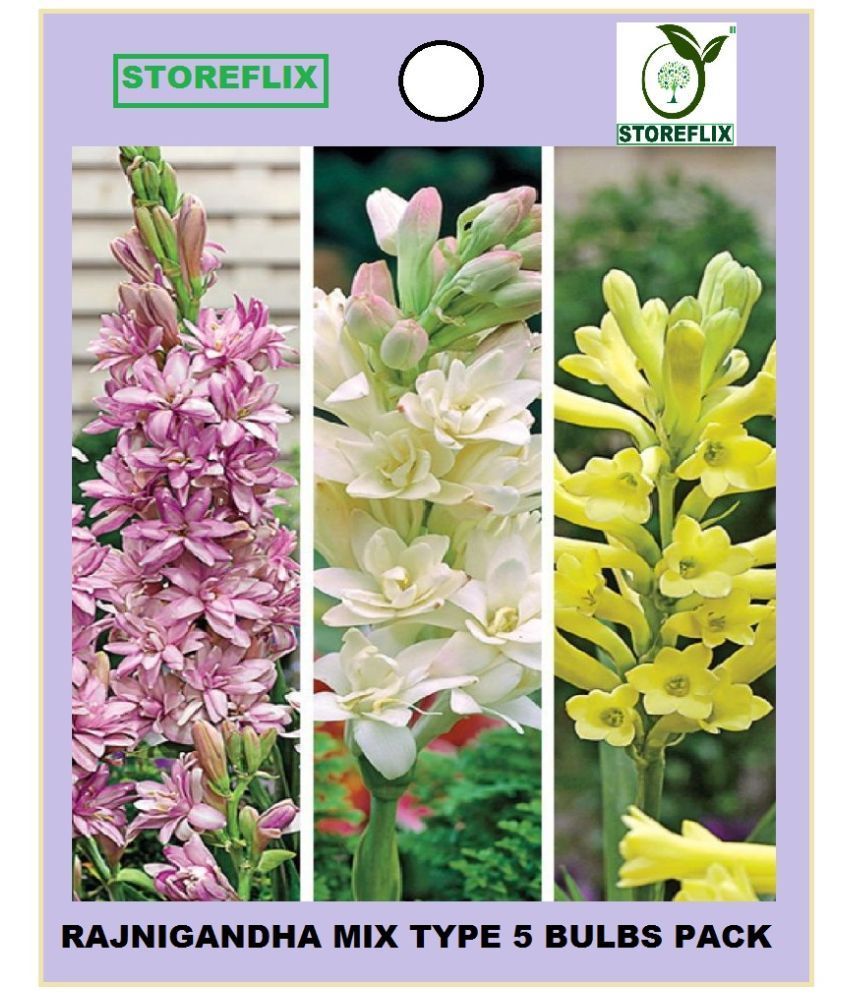 STOREFLIX Rajnigandha Flower ( 5 Seeds ) Buy STOREFLIX Rajnigandha