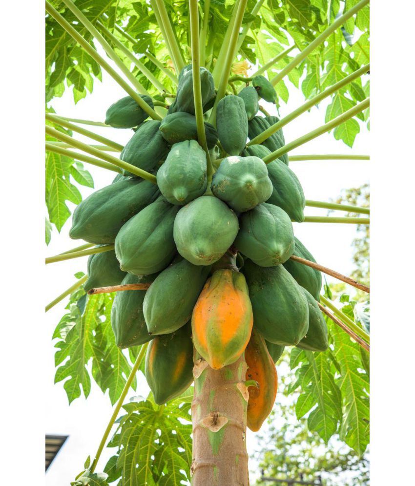     			Recron Seeds - Papaya Fruit ( 35 Seeds )