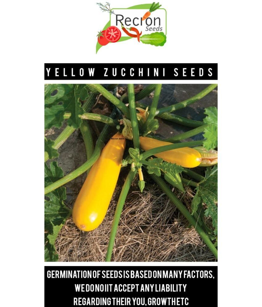 Recron Seeds Zucchini Vegetable ( 5 Seeds ) Buy Recron Seeds Zucchini Vegetable ( 5 Seeds