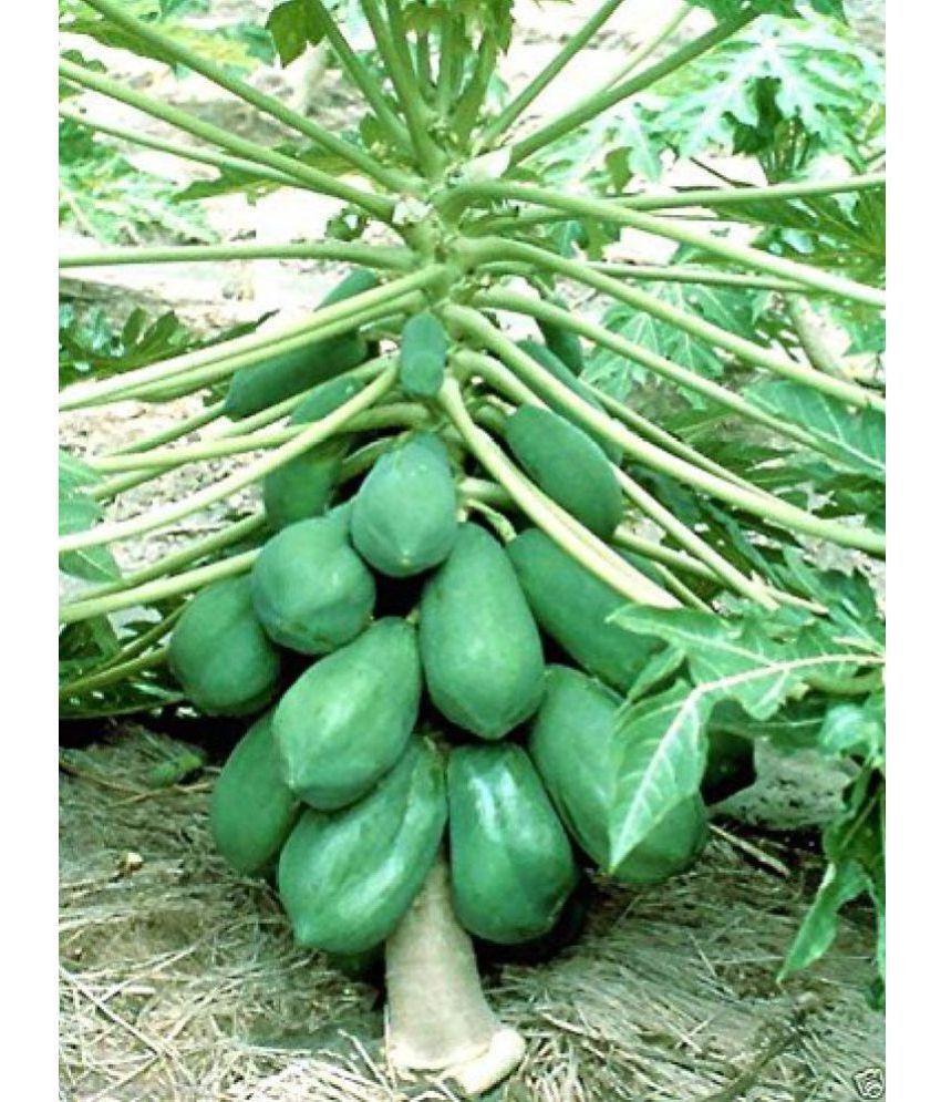     			Recron Seeds - Papaya Fruit ( 60 Seeds )