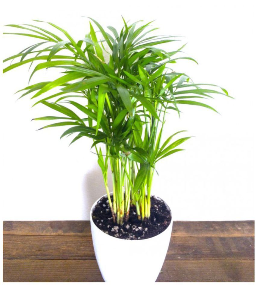     			CLASSIC GREEN EARTH - Areca palm Grass ( 20 Seeds )