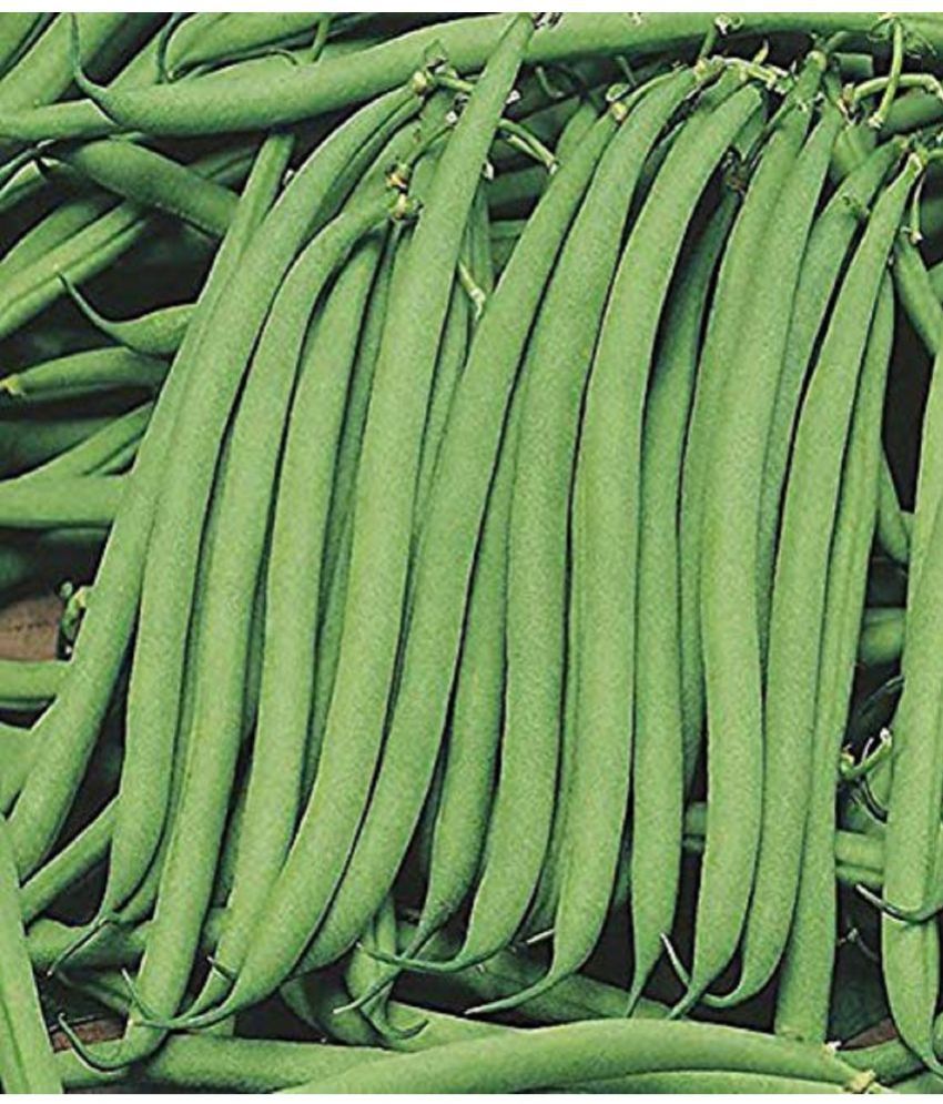     			CLASSIC GREEN EARTH - French Bean Vegetable ( 30 Seeds )