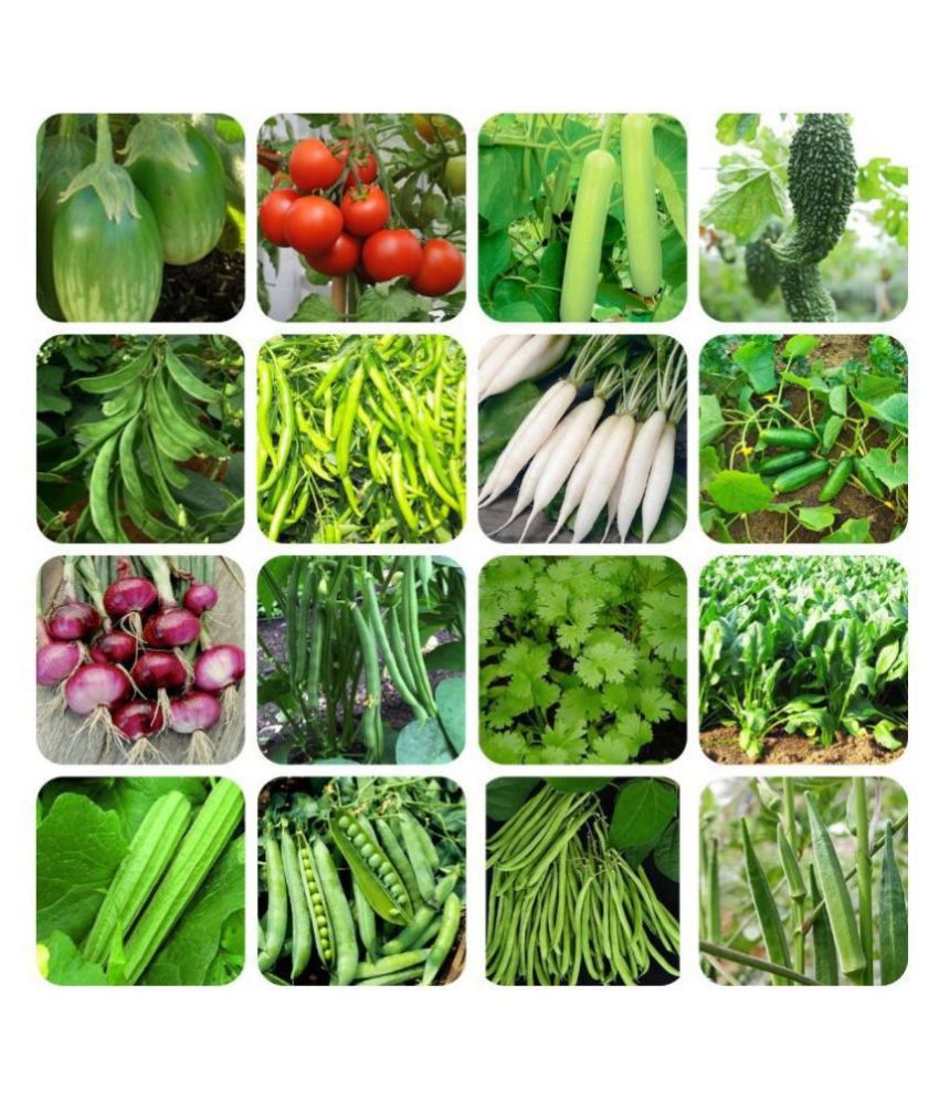     			16 Variety ( 500 + seeds ) of Vegetable Seeds combo - with Instruction Manual